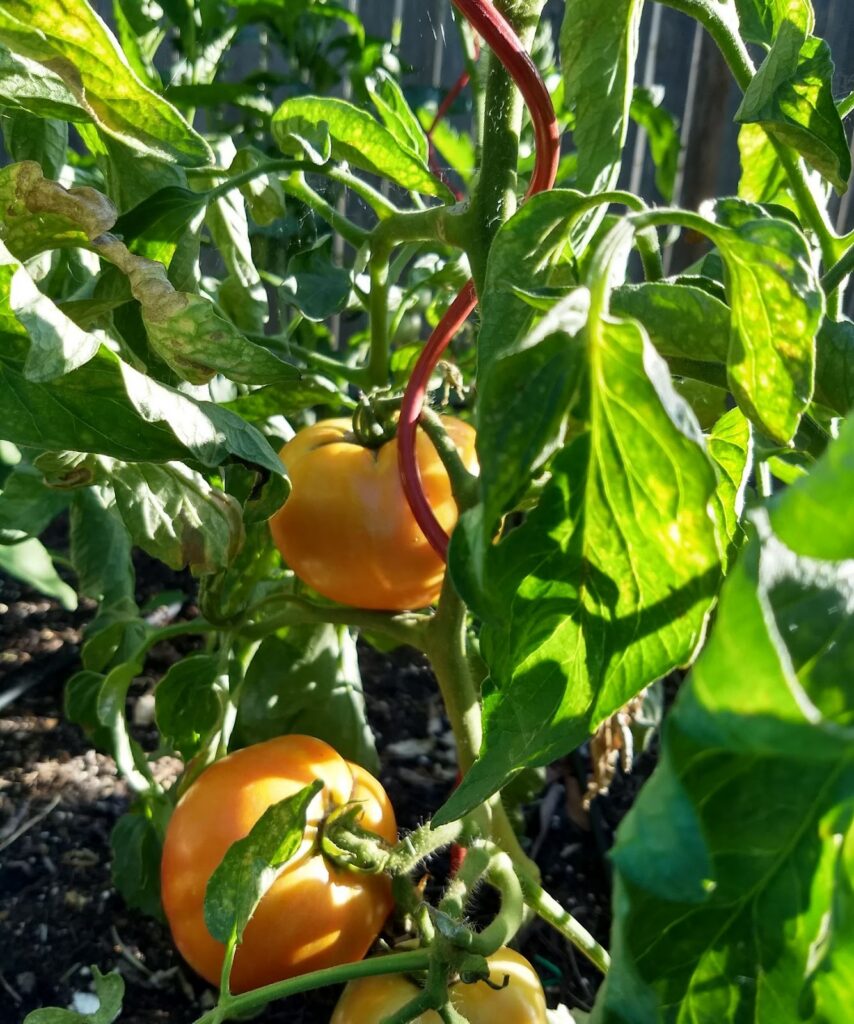nature - plants